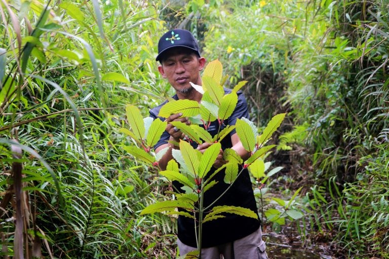 Kratom (AFP).