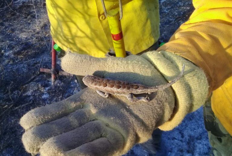 Especies de fauna autóctona en peligro tras el avance de incendios en Punilla. (Foto: Gobierno de Córdoba).