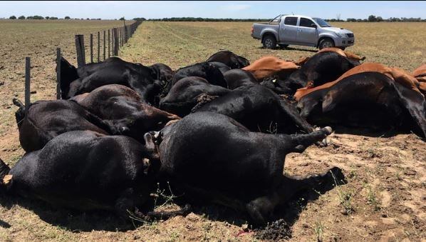 Vacas muertas en La Pampa (web)