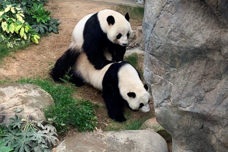 Ying Ying y Le Le, cariñosos durante la cuarentena. (AFP)