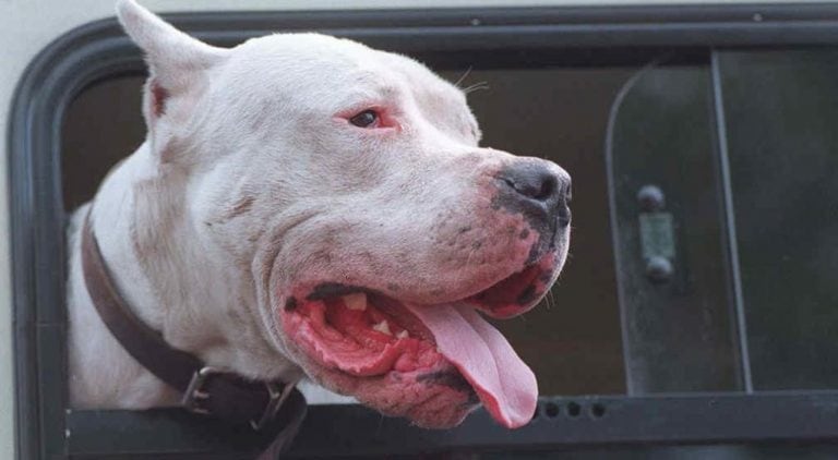 Perro, dogo Argentino