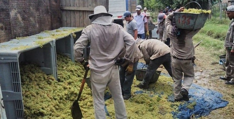 La carga -uvas- fue recogida para ser transportada en camionetas.