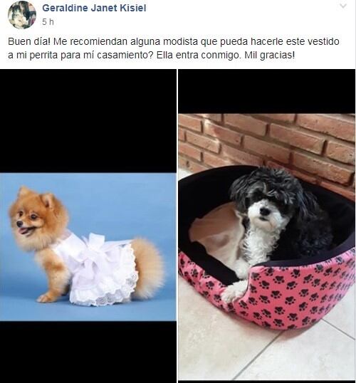 Insólito: va a casarse y busca modista para el vestido de su mascota