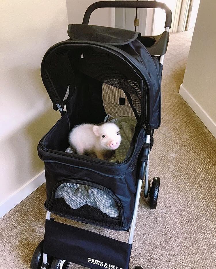 (Foto: Instagram/ #minipig)