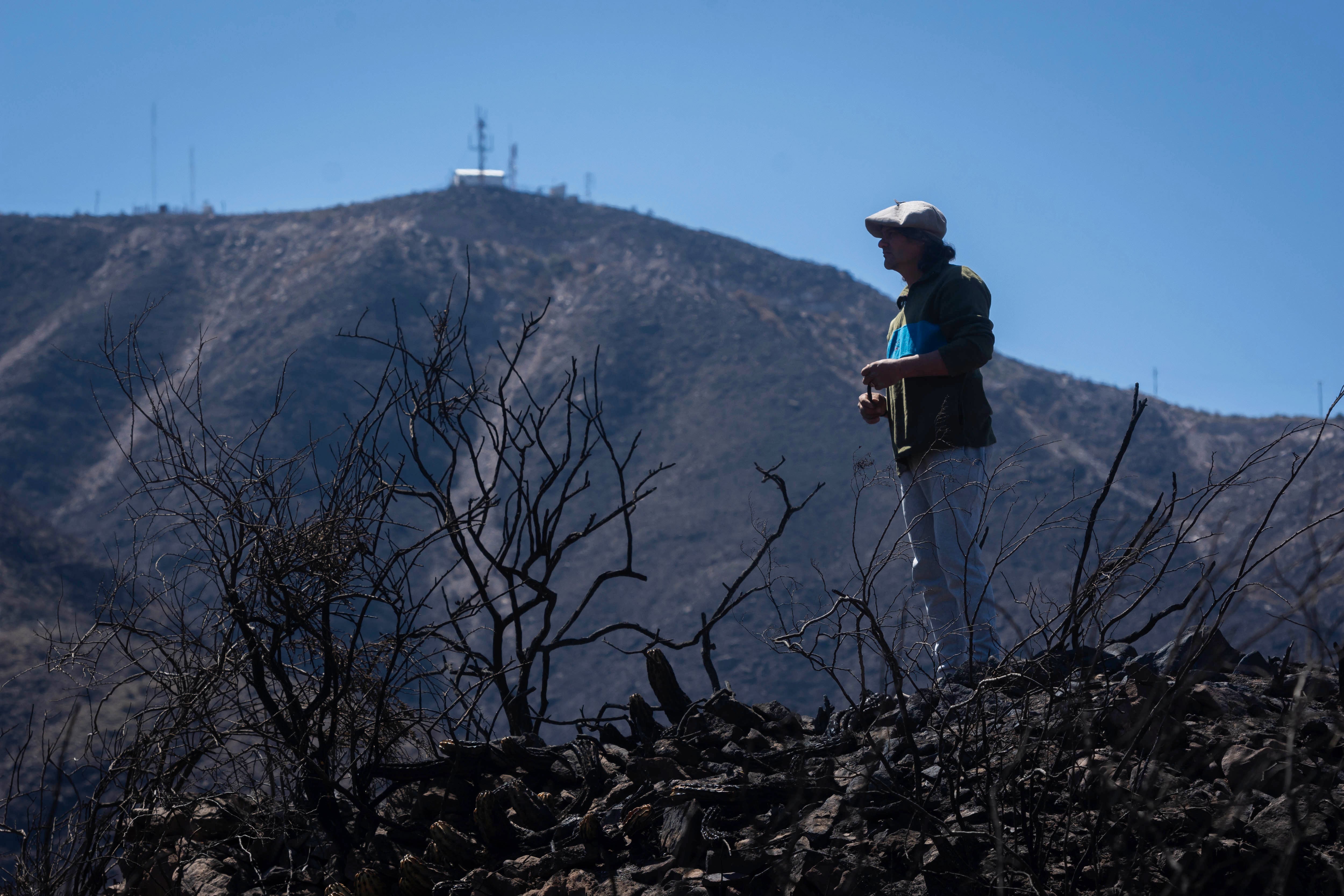 Incendio en el cerro: los animales huyen por falta de comida