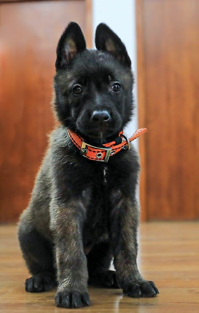 La primera integrante de la división es una cachorra pastor holandés que espera ser bautizada.