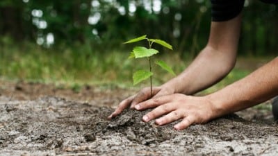 El 29 de agosto se celebra el Día del Árbol.