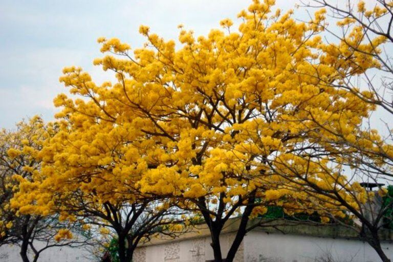 Lapacho amarillo. Esta es una de las especies que entregará la Biofábrica en forma gratuita. (CIMECO imagen ilustrativa)