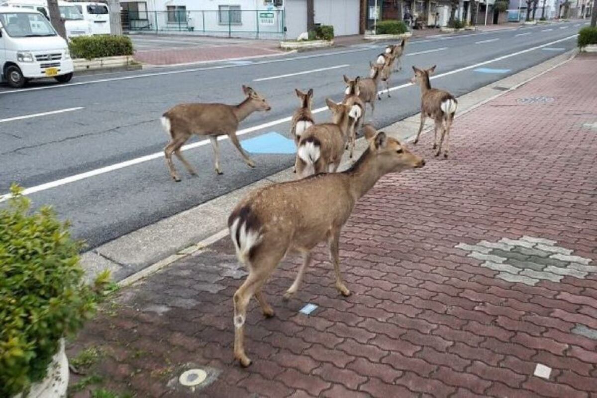 Ante el aislamiento social, reaparecieron animales en las calles del país