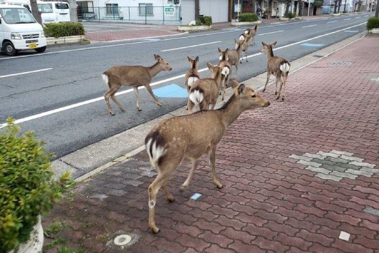 animales en las calles