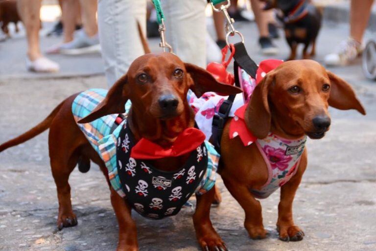 Encuentros de perros Dachshund