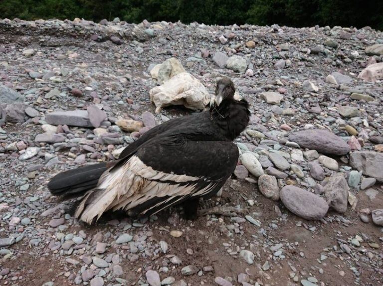 El Centro de Atención a la Fauna Silvestre de Jujuy (CAFAJU) dependiente del Ministerio de Ambiente, rescató el año pasado varios ejemplares de cóndor andino  con signos de intoxicación.