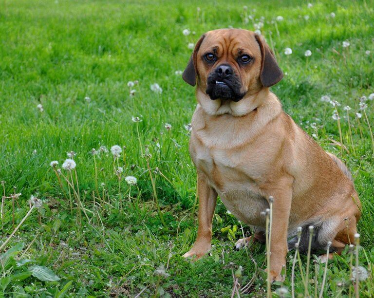 Puggle (Web)