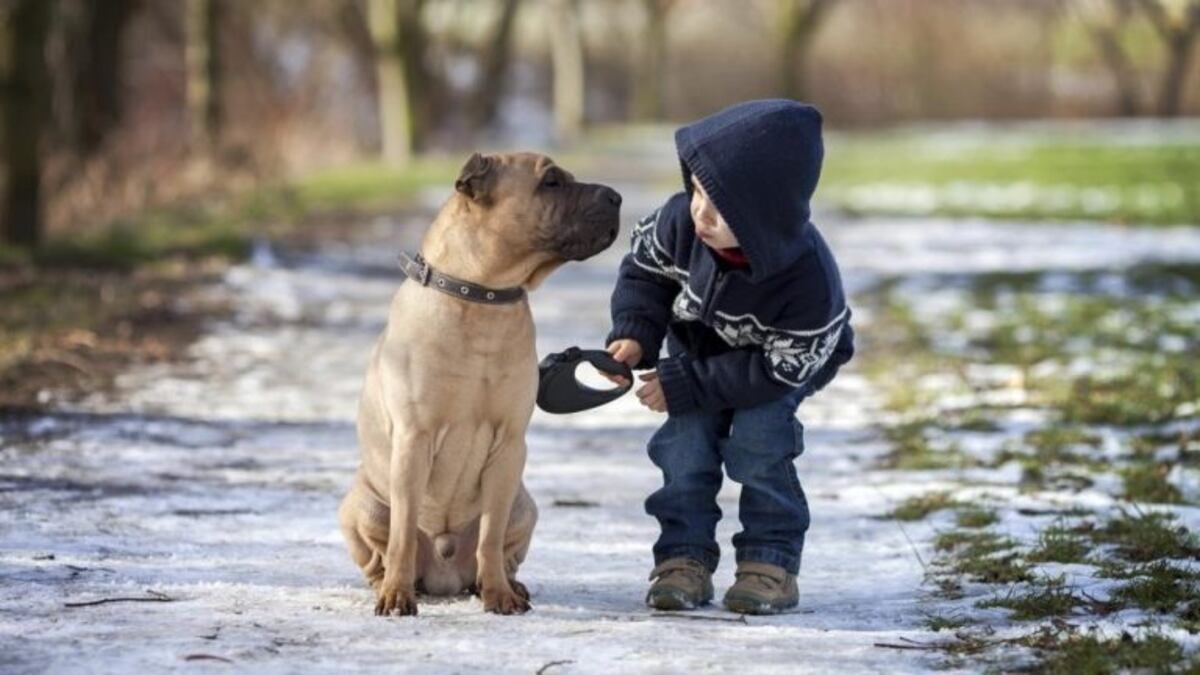 La ciencia confirmó que los perros se dan cuenta cuando estamos tristes y quieren ayudarnos