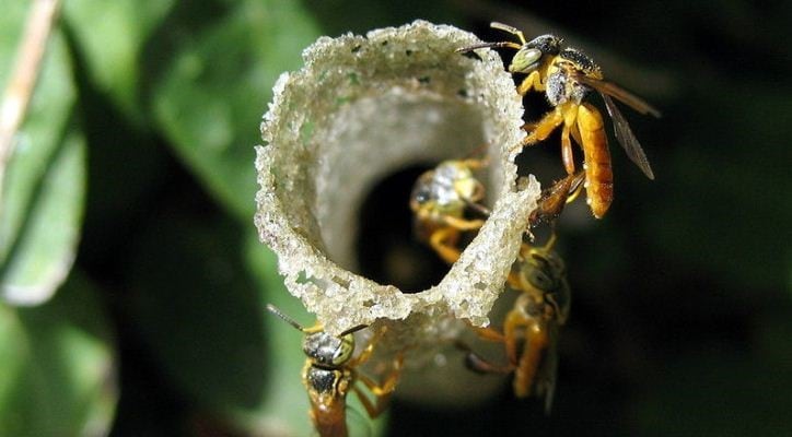 Entrada característica a la colmena de un enjambre de yateí