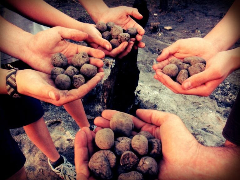 Bombas de Semilla