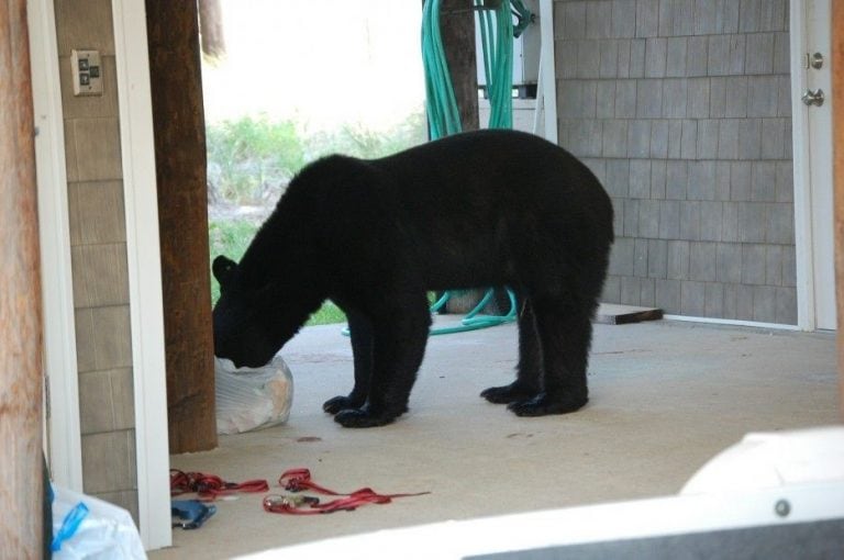 Un hombre arriesgó su vida para salvar la de un oso que estaba en peligro