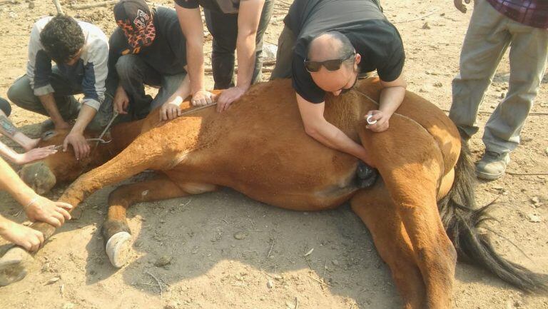 Ayuda mancomunada entre diferentes protectoras de animales entre localidades de Punilla y La Calera. (Foto: gentileza Milagros Da Silva).