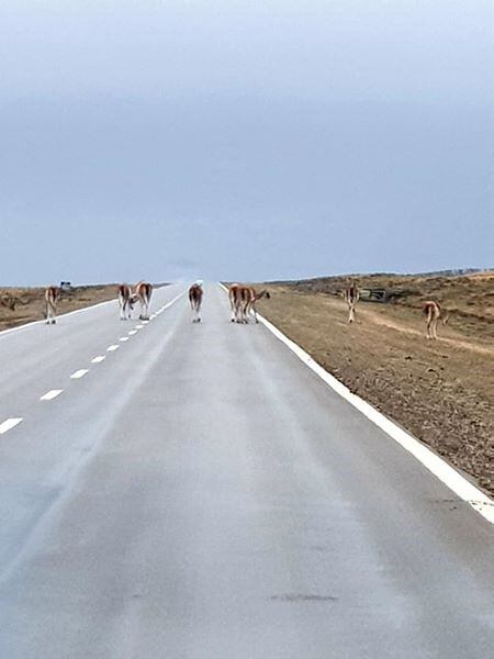 El Calafate guanacos