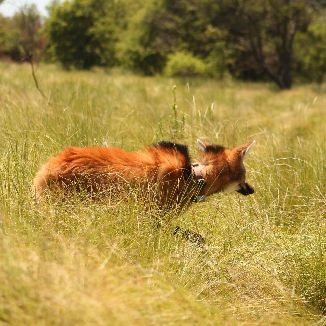 El aguará guazú volvió a hábitat natural con un collar para poder monitorearlo.