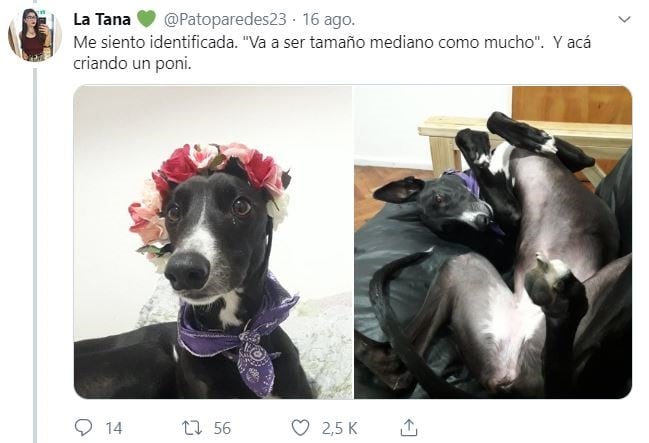 El hilo sobre perritos que iban a ser de raza, pero no. (Foto: captura Twitter)