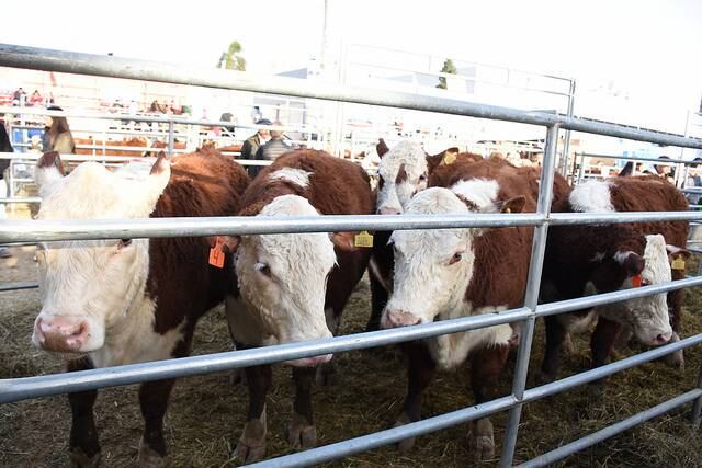 Productores ganaderos quieren que el mercado de futuros cotice en dólares 