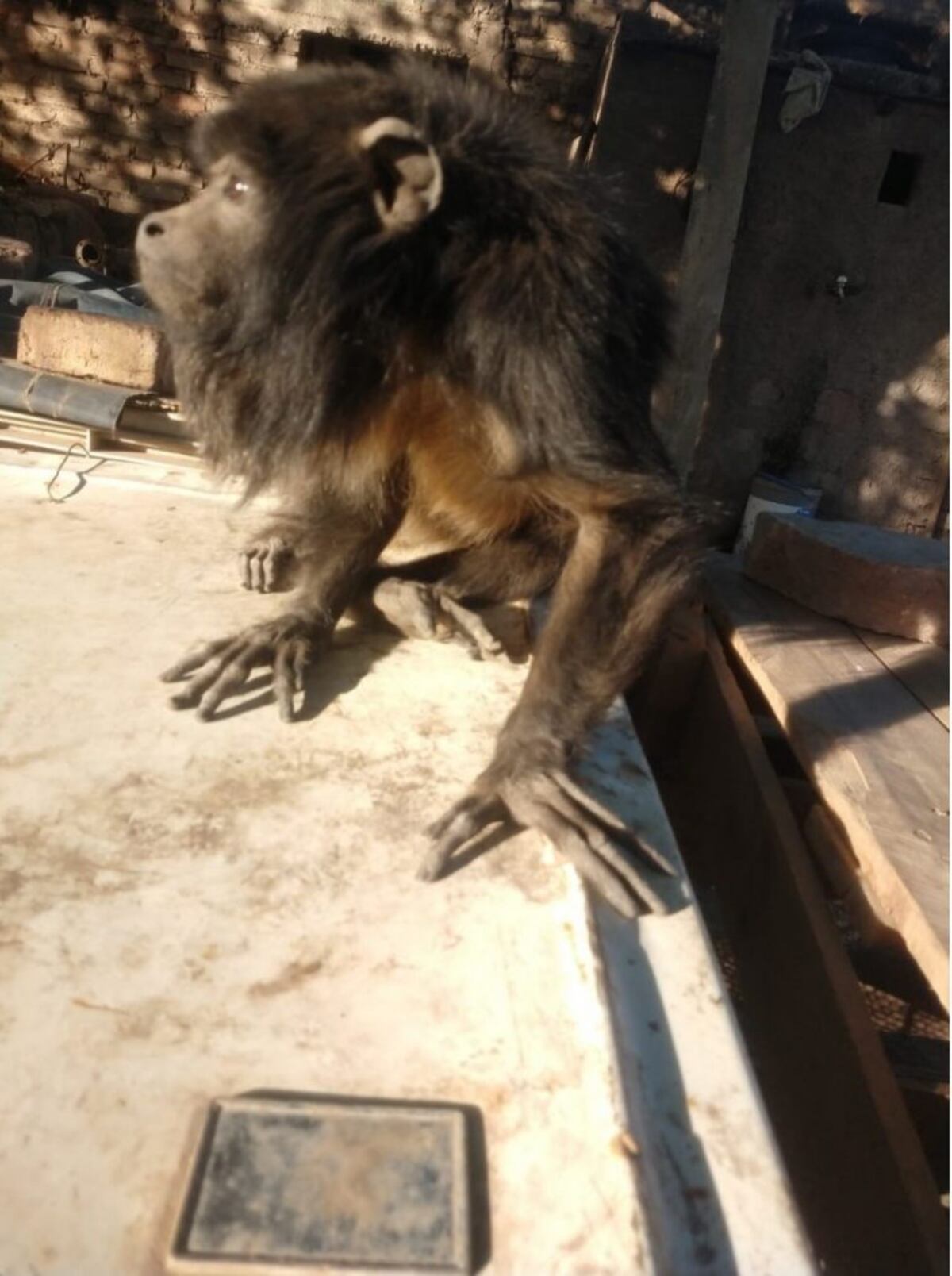 Recuperaron animales exóticos valuados en más de $250.000 en Guaymallén
