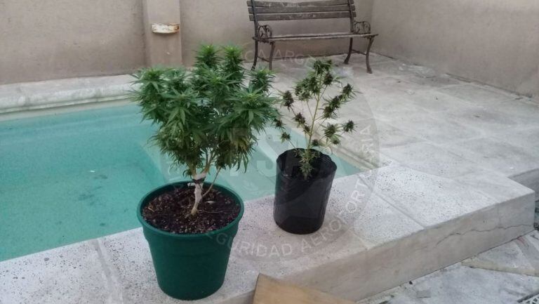 Plantas de marihuanas secuestradas.