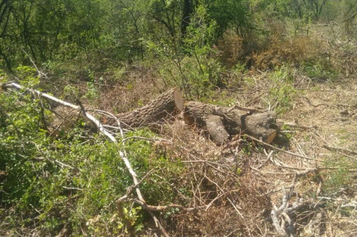 Detectan desmonte ilegal en Villa de María de Río Seco