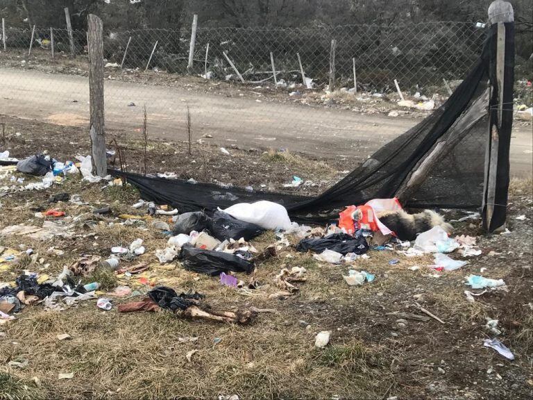 Hallazgo de animales muertos en un predio municipal de Tolhuin