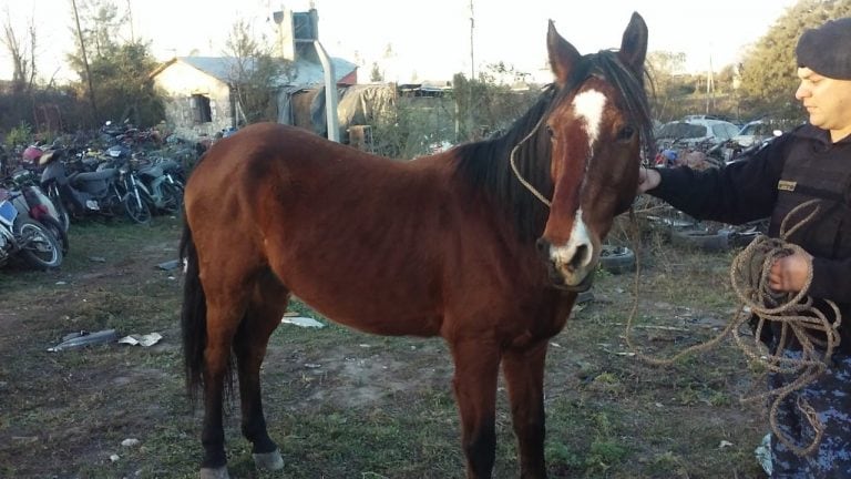 Caballos secuestrados de la vía pública en Barrio Liniers de la ciudad de Alta Gra