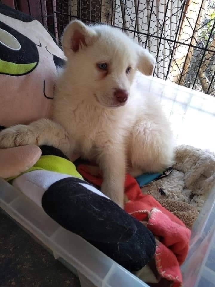 El niño aseguró que, cuando crezca, volverá a buscar a su perro.