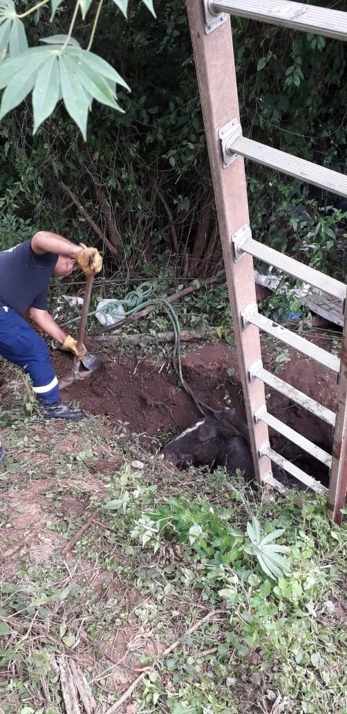 Caballo rescatado en Metán. (Policía de Salta)