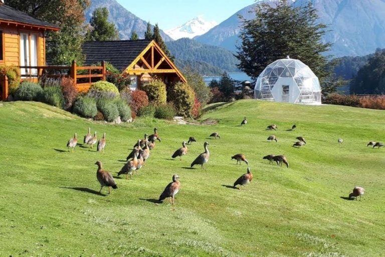 Cauquenes en el hotel Llao Llao (Gentileza La Nación).