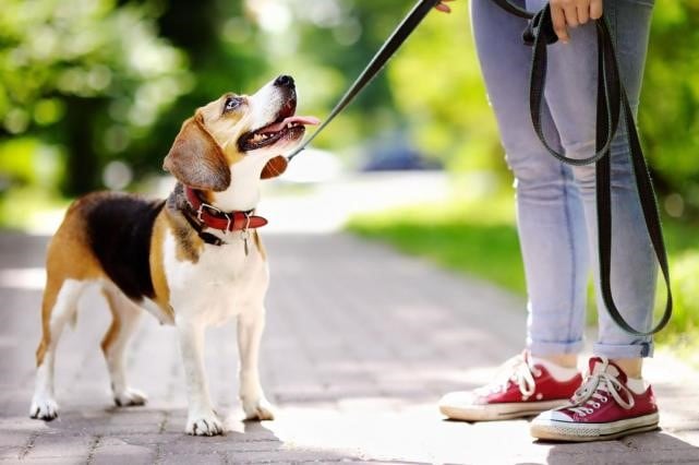 Perros paseos