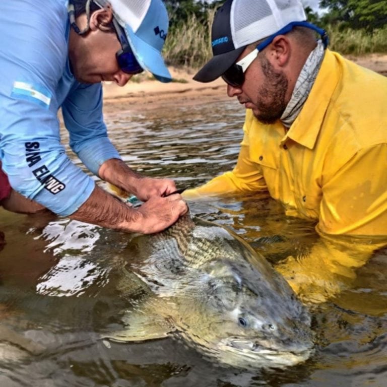 Marcan los peces grandes para estudiar sus comportamientos.