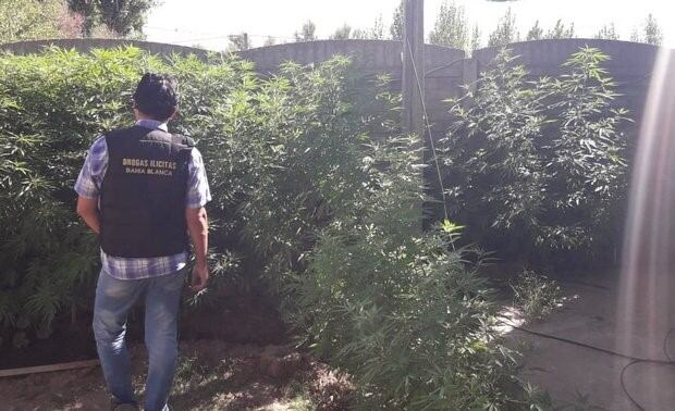 Allanaron una vivienda por plantaciones de marihuana y encontraron en la del vecino también