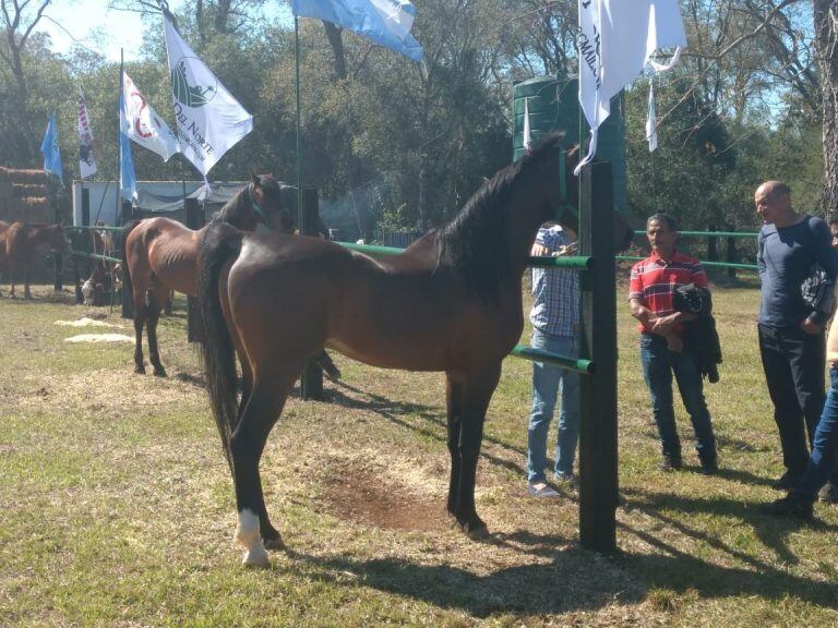 Misiones. Equinos de primer nivel en la feria de Fachinal organizada por la Sociedad Rural de Misiones. (Misiones Online)