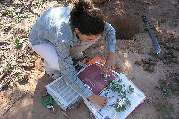 María Eugenia Suárez recopilando plantas medicinales. (Web)