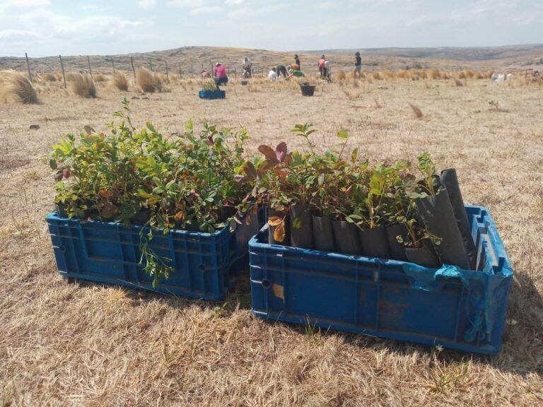 Algunas de los miles de "tabaquillos" plantados en Los Gigantes este fin de semana.