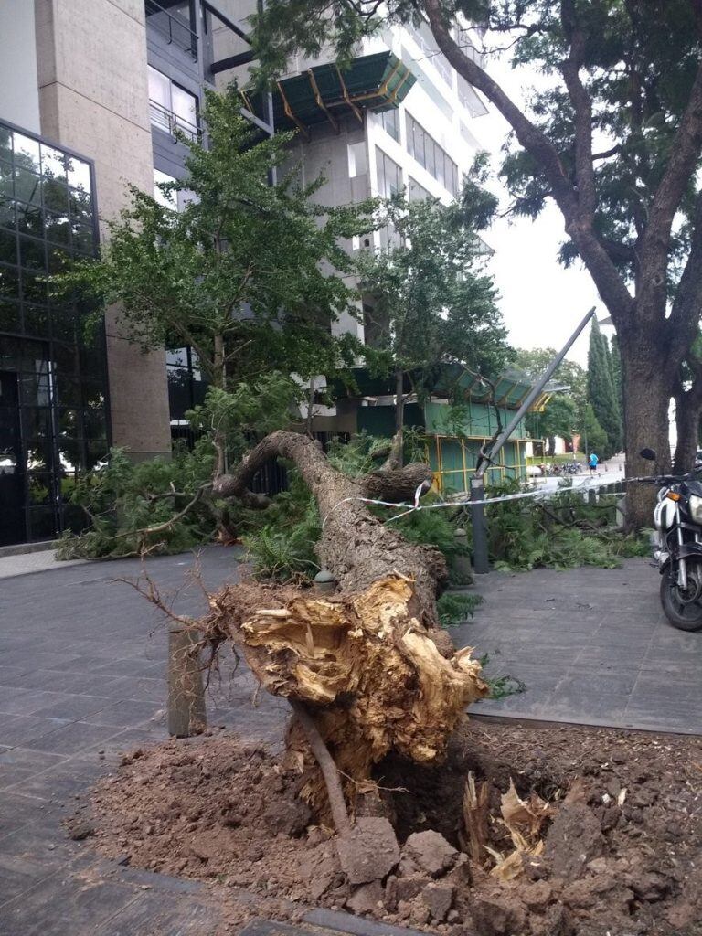 El viento provocó la caída de un árbol y de una columna de alumbrado público frente a la Fundación Libertad en Rosario. (@belitaonline)