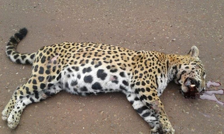 La Yaguareté atropellada estaba preñada con dos cachorros