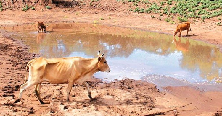 Proponen declarar la emergencia económica, agropecuaria y ganadera en Chaco