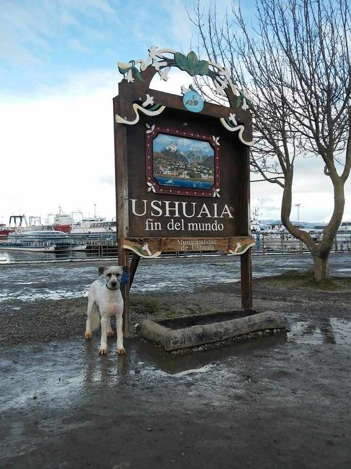 Perro en adopción