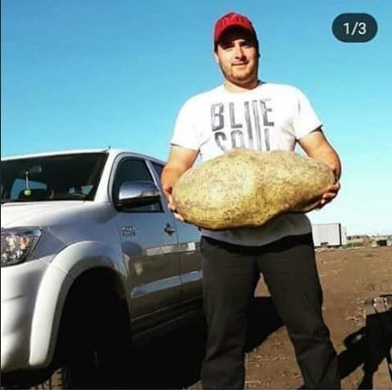 Un trabajador posa con la papa gigante entre sus manos