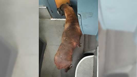 La perrita se subió en el colectivo en Villa María y terminó bajando en la terminal de Luján, en Buenos Aires. (Fotos Facebook)