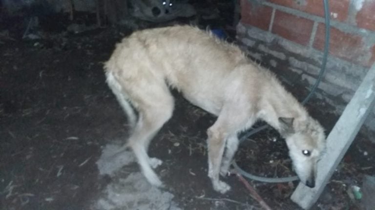 Maltrato animal en una vivienda del barrio Miramar