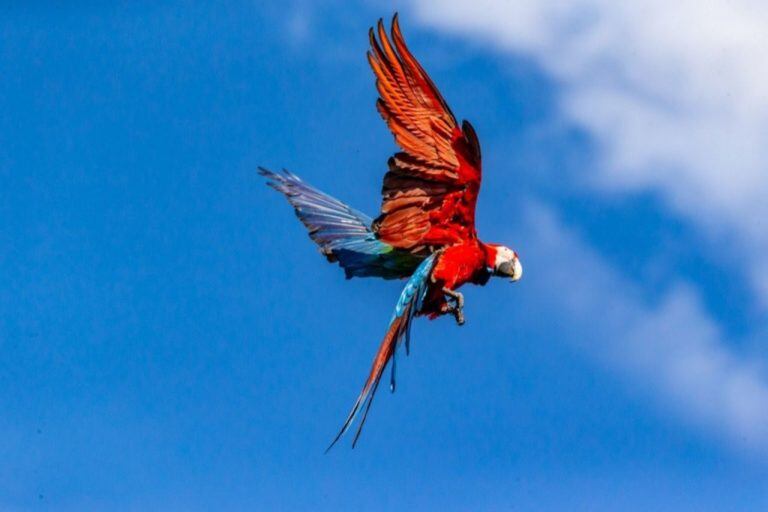 El guacamayo rojo es una especie que por mucho tiempo no se observaba en los Esteros del Iberá.