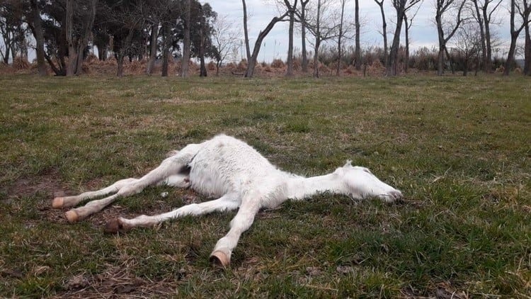 En Ezeiza, encontraron animales muertos.