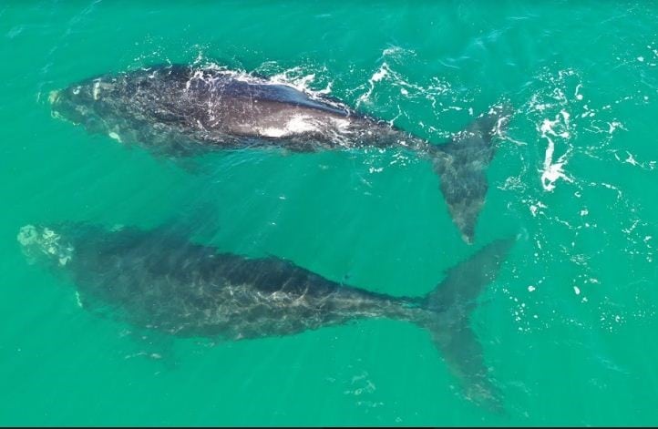 Delfines en Las Grutas (Diario Río Negro).